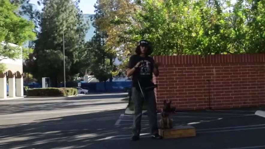 Basic Obedience & Marker Commands